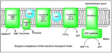 etc biochemistry.